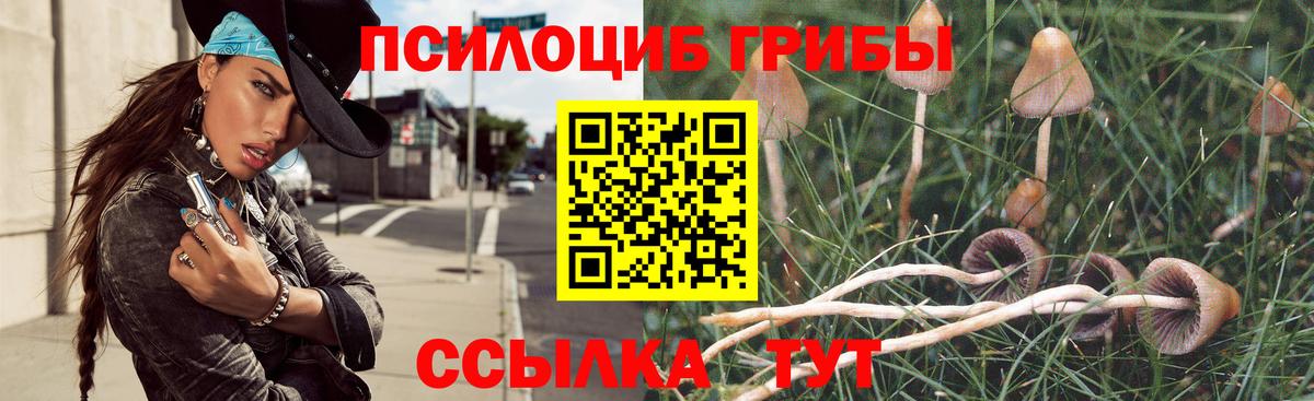 Псилоцибиновые грибы прущие грибы  Вход с VPN  Мирный  Галлюциногенные грибы Psilocybe 